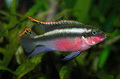Avatar korisnika