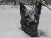 Avatar korisnika